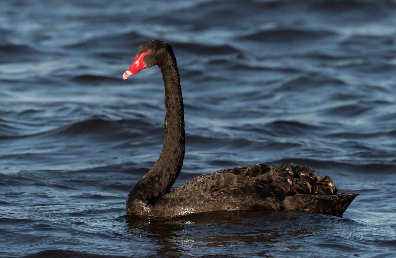 Figure 1: Black Swan in Victoria Park, Western Australia. Author: Terence Alexander.